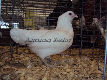 Ameraucana National 2014 Junior BV White Hen
